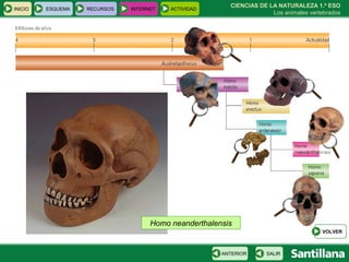 CIENCIAS DE LA NATURALEZA 1.º ESO Los animales vertebrados Homo neanderthalensis INICIO ESQUEMA RECURSOS INTERNET ACTIVIDAD VOLVER SALIR ANTERIOR 