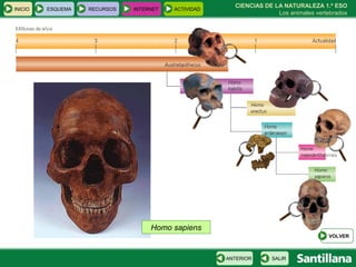 CIENCIAS DE LA NATURALEZA 1.º ESO Los animales vertebrados Homo sapiens INICIO ESQUEMA RECURSOS INTERNET ACTIVIDAD VOLVER SALIR ANTERIOR 