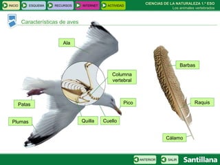 Características de aves CIENCIAS DE LA NATURALEZA 1.º ESO Los animales vertebrados Columna vertebral Pico Cuello Patas Ala Plumas Quilla Cálamo Raquis Barbas INICIO ESQUEMA RECURSOS INTERNET ACTIVIDAD SALIR ANTERIOR 