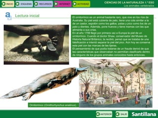 Ornitorrinco ( Ornithorhynchus anatinus ). CIENCIAS DE LA NATURALEZA 1.º ESO Los animales vertebrados Lectura inicial El ornitorrinco es un animal bastante raro, que vive en los ríos de Australia. Su piel está cubierta de pelo, tiene una cola similar a la de un castor, espolón como los gallos, patas y pico como los de un pato y dientes. Además, pone huevos y tiene mamas con las que alimenta a sus crías.  En el año 1799 llegó por primera vez a Europa la piel de un ornitorrinco. Cuando el doctor Shaw, conservador del Museo de Historia Natural Británico, la recibió, pensó que se trataba de una falsificación e intentó separar la piel del pico. Aún hoy se conserva esta piel con las marcas de las tijeras.  El pensamiento de que podía tratarse de un fraude derivó de que las características que observaban no permitían clasificarlo dentro de ninguno de los grupos animales conocidos hasta entonces. INICIO ESQUEMA RECURSOS INTERNET ACTIVIDAD SALIR ANTERIOR 