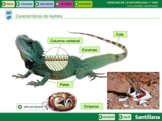 Características de reptiles CIENCIAS DE LA NATURALEZA 1.º ESO Los animales vertebrados Columna vertebral Escamas Cola  Patas  Ovíparos  INICIO ESQUEMA RECURSOS INTERNET ACTIVIDAD AMPLIAR IMAGEN SALIR ANTERIOR 