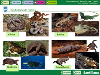 CIENCIAS DE LA NATURALEZA 1.º ESO Los animales vertebrados Ofidios  Saurios  Quelonios  Crocodilianos  Clasificación de reptiles INICIO ESQUEMA RECURSOS INTERNET ACTIVIDAD SALIR ANTERIOR 