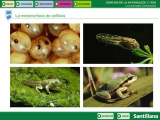 CIENCIAS DE LA NATURALEZA 1.º ESO Los animales vertebrados La metamorfosis de anfibios INICIO ESQUEMA RECURSOS INTERNET ACTIVIDAD SALIR ANTERIOR 