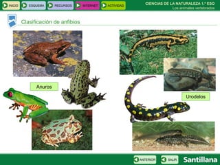 CIENCIAS DE LA NATURALEZA 1.º ESO Los animales vertebrados Clasificación de anfibios Anuros Urodelos INICIO ESQUEMA RECURSOS INTERNET ACTIVIDAD SALIR ANTERIOR 