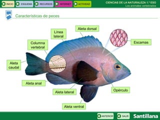 CIENCIAS DE LA NATURALEZA 1.º ESO Los animales vertebrados Características de peces Columna vertebral Escamas Línea lateral Aleta dorsal Aleta caudal Aleta ventral Opérculo Aleta anal Aleta lateral INICIO ESQUEMA RECURSOS INTERNET ACTIVIDAD SALIR ANTERIOR 