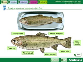 CIENCIAS DE LA NATURALEZA 1.º ESO Los animales vertebrados Realización de un esquema científico INICIO ESQUEMA RECURSOS INTERNET ACTIVIDAD Línea lateral Aletas dorsales Aleta caudal Aleta ventral Opérculo Aleta anal Aleta lateral INICIO SALIR ANTERIOR 