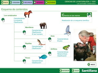 CIENCIAS DE LA NATURALEZA 1.º ESO Los animales vertebrados Esquema de contenidos Los vertebrados Características La simetría Clasificación Mamíferos Características Clasificación El ser humano Aves Características El pico Reptiles Características Clasificación Anfibios Características Metamorfosis Clasificación Peces   Características Clasificación C iencia en tus manos Realización de un esquema científico INICIO ESQUEMA RECURSOS INTERNET ACTIVIDAD INICIO SALIR ANTERIOR 