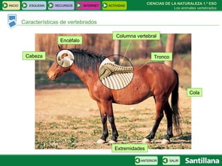 Características de vertebrados CIENCIAS DE LA NATURALEZA 1.º ESO Los animales vertebrados Columna vertebral Tronco Cola Cabeza Encéfalo Extremidades INICIO ESQUEMA RECURSOS INTERNET ACTIVIDAD SALIR ANTERIOR 