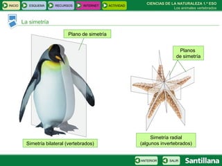 La simetría CIENCIAS DE LA NATURALEZA 1.º ESO Los animales vertebrados Plano de simetría Planos  de simetría Simetría bilateral (vertebrados) Simetría radial (algunos invertebrados) INICIO ESQUEMA RECURSOS INTERNET ACTIVIDAD SALIR ANTERIOR 