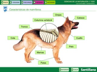 CIENCIAS DE LA NATURALEZA 1.º ESO Los animales vertebrados Características de mamíferos Columna vertebral Orejas Cuello Patas Cola Tronco Cabeza Pelo Mamas INICIO ESQUEMA RECURSOS INTERNET ACTIVIDAD SALIR ANTERIOR 