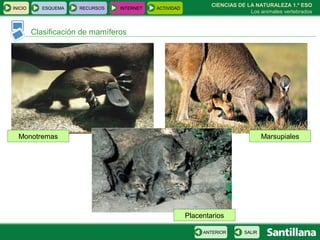 CIENCIAS DE LA NATURALEZA 1.º ESO Los animales vertebrados Clasificación de mamíferos Monotremas Marsupiales Placentarios INICIO ESQUEMA RECURSOS INTERNET ACTIVIDAD SALIR ANTERIOR 