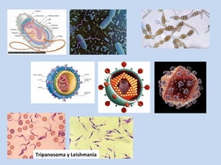 Tripanosoma y Leishmania
 