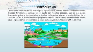INTRODUCCION
La contaminación industrial, tecnológica, agropecuaria, minera y el uso indiscriminado de
diversos fertilizantes químicos en el suelo con metales pesados, que se incorporan
finalmente a ríos, a los vegetales, animales y alimentos alteran la sostenibilidad de la
CADENA TRÓFICA, provocando riesgos potenciales en la naturaleza y en la sociedad, debido
a que originanserios problemas en la salud humana y animal. (Waisberg,M. et. all 2013)
 