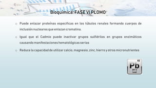 Bioquímica: FASE VI PLOMO
o Puede enlazar proteínas especificas en los túbulos renales formando cuerpos de
inclusión nucleares que enlazancromatina.
o Igual que el Cadmio puede inactivar grupos sulfidrilos en grupos enzimáticos
causando manifestaciones hematológicasserias
o Reduce la capacidad de utilizar calcio, magnesio,zinc, hierro y otros micronutrientes
 