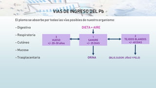 VIAS DE INGRESO DEL Pb
El plomo se absorbe por todas las vías posibles de nuestro organismo:
- Digestiva DIETA + AIRE
- Respiratoria
- Cutáneo
- Mucosa
- Trasplacentaria ORINA (BILIS,SUDOR, UÑAS Y PELO)
1
SANGRE
+/- 35 DIAS
3
HUESO
+/- 20-30 años
2
TEJIDOS BLANDOS
+/- 40 DIAS
 