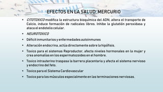 EFECTOS EN LA SALUD: MERCURIO
 CITOTOXICO modifica la estructura bioquímica del ADN, altera el transporte de
Calcio, induce formación de radicales libres. Inhibe la glutatión peroxidasa y
ataca el endoteliocelular.
 NEUROTOXICO
 Déficit inmunitarios y enfermedades autoinmunes
 Alteración endocrina, actúa directamente sobre la hipófisis.
 Toxico para el sistemas Reproductor, afecta niveles hormonales en la mujer y
crea anomalías en los espermatozoides en el hombre.
 Toxico intrauterino traspasa la barrera placentaria y afecta el sistema nervioso
y endocrino del feto.
 Toxico para el Sistema Cardiovascular
 Toxico para los músculos especialmenteen las terminaciones nerviosas.
 