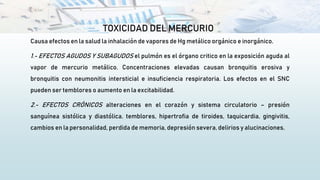 TOXICIDAD DEL MERCURIO
Causa efectos en la salud la inhalación de vapores de Hg metálico orgánico e inorgánico.
1.- EFECTOS AGUDOS Y SUBAGUDOS el pulmón es el órgano critico en la exposición aguda al
vapor de mercurio metálico. Concentraciones elevadas causan bronquitis erosiva y
bronquitis con neumonitis intersticial e insuficiencia respiratoria. Los efectos en el SNC
pueden ser temblores o aumento en la excitabilidad.
2.- EFECTOS CRÓNICOS alteraciones en el corazón y sistema circulatorio – presión
sanguínea sistólica y diastólica. temblores, hipertrofia de tiroides, taquicardia, gingivitis,
cambios en la personalidad, perdida de memoria, depresión severa, delirios y alucinaciones.
 