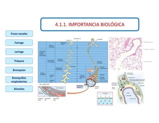 4.1.1. IMPORTANCIA BIOLÓGICA
Fosas nasales
Faringe
Laringe
Tráquea
Bronquios
Bronquillos
respiratorios
Alveolos
 
