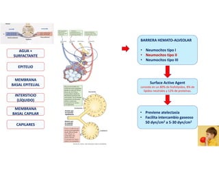 BARRERA HEMATO‐ALVEOLAR
• Neumocitos tipo I
• Neumocitos tipo II
• Neumocitos tipo III
Surface Active Agent
consiste en un 80% de fosfolípidos, 8% de
lípidos neutrales y 12% de proteínas.
• Previene atelectasia
• Facilita intercambio gaseoso
50 dyn/cm2 a 5‐30 dyn/cm2
AGUA +
SURFACTANTE
EPITELIO
INTERSTICIO
(LÍQUIDO)
CAPILARES
MEMBRANA
BASAL CAPILAR
MEMBRANA
BASAL EPITELIAL
 