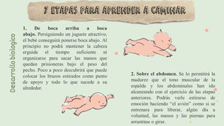 Desarrollo
biologico
1. De boca arriba a boca
abajo. Persiguiendo un juguete atractivo,
el bebé conseguirá ponerse boca abajo. Al
principio no podrá mantener la cabeza
erguida el tiempo suficiente ni
organizarse para sacar las manos que
quedan prisioneras bajo el peso del
pecho. Poco a poco descubrirá que puede
colocar los brazos estirados como punto
de apoyo y todo lo que sucede a su
alrededor.
2. Sobre el abdomen. Se lo permitirá la
madurez que el tono muscular de la
espalda y los abdominales han ido
alcanzando con el ejercicio de las etapas
anteriores. Podrás verle estirarse de
emoción haciendo “el avión” como si se
entrenara para liberar, algún día a
voluntad, las manos y las piernas para
arrastrase o girar.
7 etapas para aprender a caminar
 