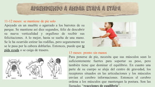 11-12 meses: se mantiene de pie solo
Apoyado en un mueble o agarrado a los barrotes de su
parque. Se mantiene así diez segundos, feliz de descubrir
su nueva verticalidad y orgulloso de recibir sus
felicitaciones. A lo mejor, hasta se suelta de una mano.
Se le ha ocurrido estirar las rodillas, pero seguramente no
se le pasa por la cabeza doblarlas. Entonces, puede que te
pida ayuda o se caiga de trasero.
13 meses: pronto sin manos
Para ponerse de pie, necesita que sus músculos sean lo
suficientemente fuertes para soportar su peso, pero
también tiene que dominar el equilibrio. En cuanto una
parte de su cuerpo se aleja del centro de gravedad, los
receptores situados en las articulaciones y los músculos
envían al cerebro informaciones. Entonces el cerebro
ordena a los músculos que mantengan la postura. Son las
llamadas “reacciones de equilibrio”.
Aprendiendo a andar etapa a etapa
 