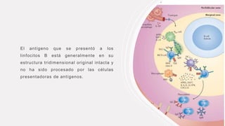 El antígeno que se presentó a los
linfocitos B está generalmente en su
estructura tridimensional original intacta y
no ha sido procesado por las células
presentadoras de antígenos.
 
