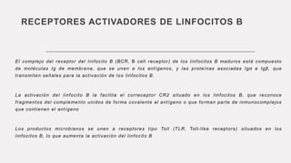RECEPTORES ACTIVADORES DE LINFOCITOS B
El complejo del receptor del linfocito B (BCR, B cell receptor) de los linfocitos B maduros está compuesto
de moléculas Ig de membrana, que se unen a los antígenos, y las proteínas asociadas Igα e Igβ, que
transmiten señales para la activación de los linfocitos B.
La activación del linfocito B la facilita el correceptor CR2 situado en los linfocitos B, que reconoce
fragmentos del complemento unidos de forma covalente al antígeno o que forman parte de inmunocomplejos
que contienen el antígeno
Los productos microbianos se unen a receptores tipo Toll (TLR, Toll-like receptors) situados en los
linfocitos B, lo que aumenta la activación del linfocito B
 