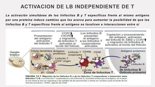 ACTIVACION DE LB INDEPENDIENTE DE T
La activación simultánea de los linfocitos B y T específicos frente al mismo antígeno
por una proteína induce cambios que los acerca para aumentar la posibilidad de que los
linfocitos B y T específicos frente al antígeno se localicen e interaccionen entre sí
 