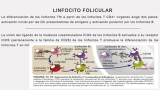 LINFOCITO FOLICULAR
La diferenciación de los linfocitos Tfh a partir de los linfocitos T CD4+ vírgenes exige dos pasos:
activación inicial por las DC presentadoras de antígeno y activación posterior por los linfocitos B
La unión del ligando de la molécula coestimuladora ICOS de los linfocitos B activados a su receptor
ICOS (perteneciente a la familia de CD28) de los linfocitos T promueve la diferenciación de los
linfocitos T en linfocitos Tfh.
 