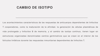 CAMBIO DE ISOTIPO
Los acontecimientos característicos de las respuestas de anticuerpos dependientes de linfocitos
T cooperadores, como la maduración de la afinidad, la generación de células plasmáticas de
vida prolongada y linfocitos B de memoria, y el cambio de isotipo continuo, tienen lugar en
estructuras organizadas denominadas centros germinativos que se crean en el interior de los
folículos linfáticos durante las respuestas inmunitarias dependientes de linfocitos T.
 