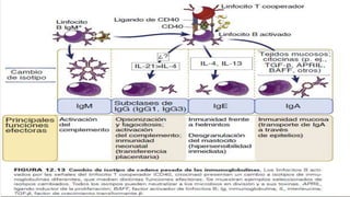 I munologia.            LINFOCITOS B.pdf
