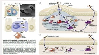 I munologia.            LINFOCITOS B.pdf