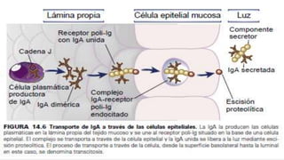 I munologia.            LINFOCITOS B.pdf