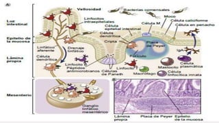 I munologia.            LINFOCITOS B.pdf