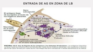 ENTRADA DE AG EN ZONA DE LB
 