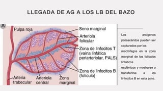 LLEGADA DE AG A LOS LB DEL BAZO
Los antígenos
polisacáridos pueden ser
capturados por los
macrófagos en la zona
marginal de los folículos
linfáticos
esplénicos y mostrarse o
transferirse a los
linfocitos B en esta zona.
 