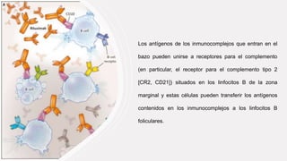 Los antígenos de los inmunocomplejos que entran en el
bazo pueden unirse a receptores para el complemento
(en particular, el receptor para el complemento tipo 2
[CR2, CD21]) situados en los linfocitos B de la zona
marginal y estas células pueden transferir los antígenos
contenidos en los inmunocomplejos a los linfocitos B
foliculares.
 