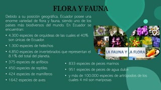FLORA Y FAUNA
Debido a su posición geográfica, Ecuador posee una
enorme variedad de flora y fauna, siendo uno de los
países más biodiversos del mundo. En Ecuador se
encuentran:
• 4.300 especies de orquídeas de las cuales el 40%
son únicas de Ecuador.
• 1.300 especies de helechos
• 4.850 especies de invertebrados que representan el
8.1% del total del planeta.
• 375 especies de anfibios
• 450 especies de reptiles
• 424 especies de mamíferos
• 1642 especies de aves
• 833 especies de peces marinos
• 951 especies de peces de agua dulce
• y más de 100.000 especies de artrópodos de los
cuales 4 mil son mariposas
 