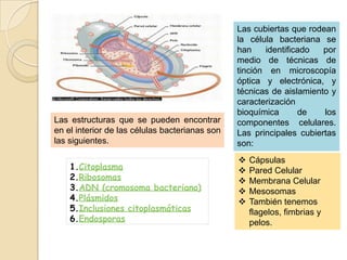 Las cubiertas que rodean
                                                la célula bacteriana se
                                                han    identificado   por
                                                medio de técnicas de
                                                tinción en microscopía
                                                óptica y electrónica, y
                                                técnicas de aislamiento y
                                                caracterización
                                                bioquímica      de    los
Las estructuras que se pueden encontrar         componentes celulares.
en el interior de las células bacterianas son   Las principales cubiertas
las siguientes.                                 son:
                                                   Cápsulas
    1.Citoplasma                                   Pared Celular
    2.Ribosomas                                    Membrana Celular
    3.ADN (cromosoma bacteriano)                   Mesosomas
    4.Plásmidos                                    También tenemos
    5.Inclusiones citoplasmáticas                   flagelos, fimbrias y
    6.Endosporas                                    pelos.
 