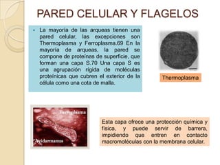 PARED CELULAR Y FLAGELOS
   La mayoría de las arqueas tienen una
    pared celular, las excepciones son
    Thermoplasma y Ferroplasma.69 En la
    mayoría de arqueas, la pared se
    compone de proteínas de superficie, que
    forman una capa S.70 Una capa S es
    una agrupación rígida de moléculas
    proteínicas que cubren el exterior de la       Thermoplasma
    célula como una cota de malla.




                            Esta capa ofrece una protección química y
                            física, y puede servir de barrera,
                            impidiendo que entren en contacto
                            macromoléculas con la membrana celular.
 