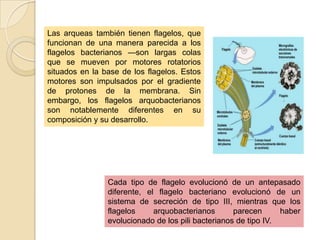 Las arqueas también tienen flagelos, que
funcionan de una manera parecida a los
flagelos bacterianos —son largas colas
que se mueven por motores rotatorios
situados en la base de los flagelos. Estos
motores son impulsados por el gradiente
de protones de la membrana. Sin
embargo, los flagelos arquobacterianos
son notablemente diferentes en su
composición y su desarrollo.




                Cada tipo de flagelo evolucionó de un antepasado
                diferente, el flagelo bacteriano evolucionó de un
                sistema de secreción de tipo III, mientras que los
                flagelos     arquobacterianos       parecen      haber
                evolucionado de los pili bacterianos de tipo IV.
 