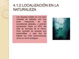 4.1.2 LOCALIZACIÓN EN LA
NATURALEZA
   Las arqueas existen en una gran
    variedad de hábitats, son una
    parte    importante    de    los
    ecosistemas globales, y podrían
    representar hasta un 20% del
    total de biomasa de la Tierra.
    Gran cantidad de arqueas son
    extremófilas, y este tipo de
    hábitat fue visto históricamente
    como su nicho ecológico.
 