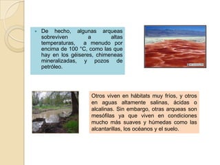    De hecho, algunas arqueas
    sobreviven        a       altas
    temperaturas,   a menudo por
    encima de 100 °C, como las que
    hay en los géiseres, chimeneas
    mineralizadas, y pozos de
    petróleo.




                       Otros viven en hábitats muy fríos, y otros
                       en aguas altamente salinas, ácidas o
                       alcalinas. Sin embargo, otras arqueas son
                       mesófilas ya que viven en condiciones
                       mucho más suaves y húmedas como las
                       alcantarillas, los océanos y el suelo.
 