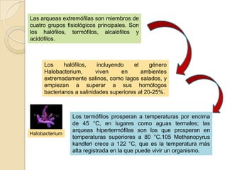 Las arqueas extremófilas son miembros de
cuatro grupos fisiológicos principales. Son
los halófilos, termófilos, alcalófilos y
acidófilos.



     Los     halófilos,   incluyendo    el     género
     Halobacterium,       viven    en      ambientes
     extremadamente salinos, como lagos salados, y
     empiezan a superar a sus homólogos
     bacterianos a salinidades superiores al 20-25%.



                Los termófilos prosperan a temperaturas por encima
                de 45 °C, en lugares como aguas termales; las
                arqueas hipertermófilas son los que prosperan en
Halobacterium
                temperaturas superiores a 80 °C.105 Methanopyrus
                kandleri crece a 122 °C, que es la temperatura más
                alta registrada en la que puede vivir un organismo.
 