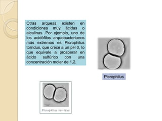 Otras arqueas existen en
condiciones muy ácidas o
alcalinas. Por ejemplo, uno de
los acidófilos arquobacterianos
más extremos es Picrophilus
torridus, que crece a un pH 0, lo
que equivale a prosperar en
ácido     sulfúrico   con   una
concentración molar de 1,2.


                                    Picrophilus
 