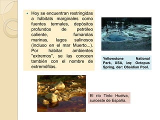    Hoy se encuentran restringidas
    a hábitats marginales como
    fuentes termales, depósitos
    profundos        de   petróleo
    caliente,           fumarolas
    marinas,     lagos   salinosos
    (incluso en el mar Muerto...).
    Por       habitar   ambientes
    "extremos", se las conocen
                                      Yellowstone        National
    también con el nombre de          Park, USA, izq: Octopus
    extremófilas.                     Spring, der: Obsidian Pool.




                                El río Tinto Huelva,
                                suroeste de España.
 