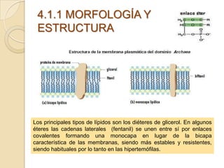 4.1.1 MORFOLOGÍA Y
 ESTRUCTURA




Los principales tipos de lípidos son los diéteres de glicerol. En algunos
éteres las cadenas laterales (fentanil) se unen entre sí por enlaces
covalentes formando una monocapa en lugar de la bicapa
característica de las membranas, siendo más estables y resistentes,
siendo habituales por lo tanto en las hipertemófilas.
 