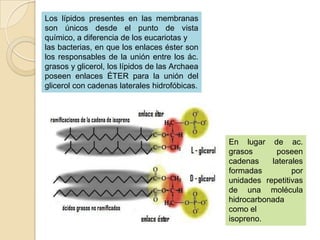 Los lípidos presentes en las membranas
son únicos desde el punto de vista
químico, a diferencia de los eucariotas y
las bacterias, en que los enlaces éster son
los responsables de la unión entre los ác.
grasos y glicerol, los lípidos de las Archaea
poseen enlaces ÉTER para la unión del
glicerol con cadenas laterales hidrofóbicas.




                                                En lugar de ac.
                                                grasos      poseen
                                                cadenas    laterales
                                                formadas         por
                                                unidades repetitivas
                                                de una molécula
                                                hidrocarbonada
                                                como el
                                                isopreno.
 