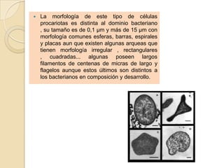    La morfología de este tipo de células
    procariotas es distinta al dominio bacteriano
    , su tamaño es de 0,1 μm y más de 15 μm con
    morfología comunes esferas, barras, espirales
    y placas aun que existen algunas arqueas que
    tienen morfología irregular , rectangulares
    , cuadradas... algunas poseen largos
    filamentos de centenas de micras de largo y
    flagelos aunque estos últimos son distintos a
    los bacterianos en composición y desarrollo.
 