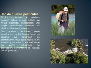 Si los productores de hortalizas
deciden aplicar a sus cultivos un
nuevo pesticida, conseguirán una
mayor producción teniendo los
efectos externos siguientes:
Los
nuevos
pesticidas
serán
arrastrados por las lluvias hacia los
canales
que
circundan
las
plantaciones, esta agua llegará a los
esteros y causará mortandad entre
los
peces
reduciendo
su
producción, aumentando la relación
costos/producto

 
